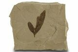 Eocene Fossil Balloon Vine (Cardiospermum) Leaf - Utah #334303-1